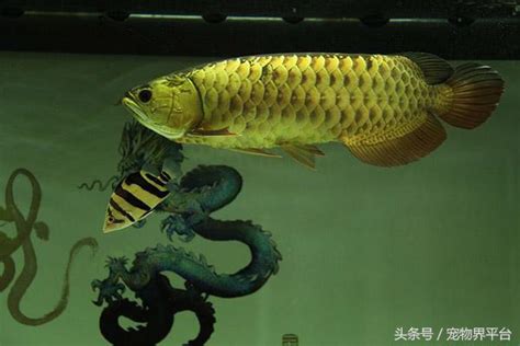 上坤下离 可與龍魚混養的魚